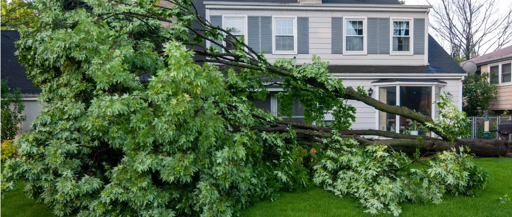 tree damage cleanup