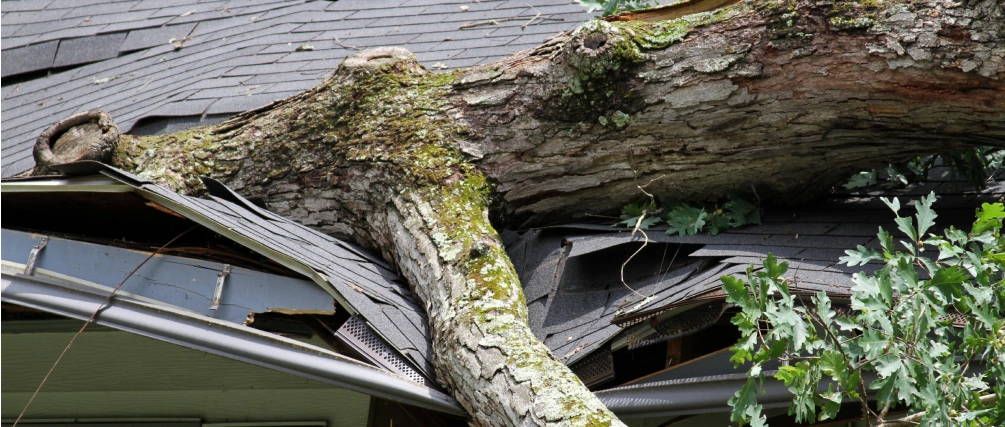 tree damage repair